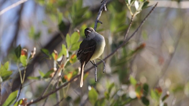 Nutting's Flycatcher - ML627571551