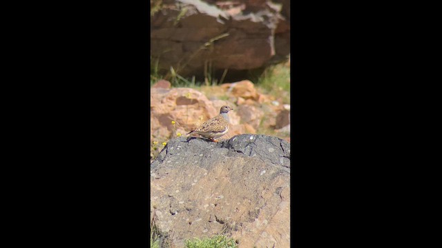 Gray-breasted Seedsnipe - ML627571625