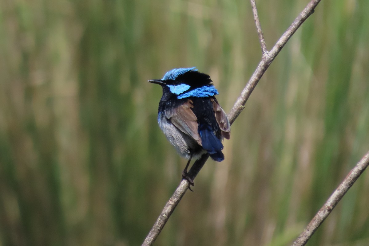 Superb Fairywren - ML627571744