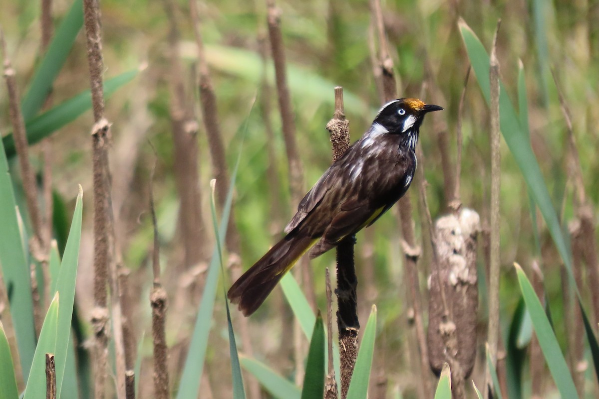 New Holland Honeyeater - ML627571752