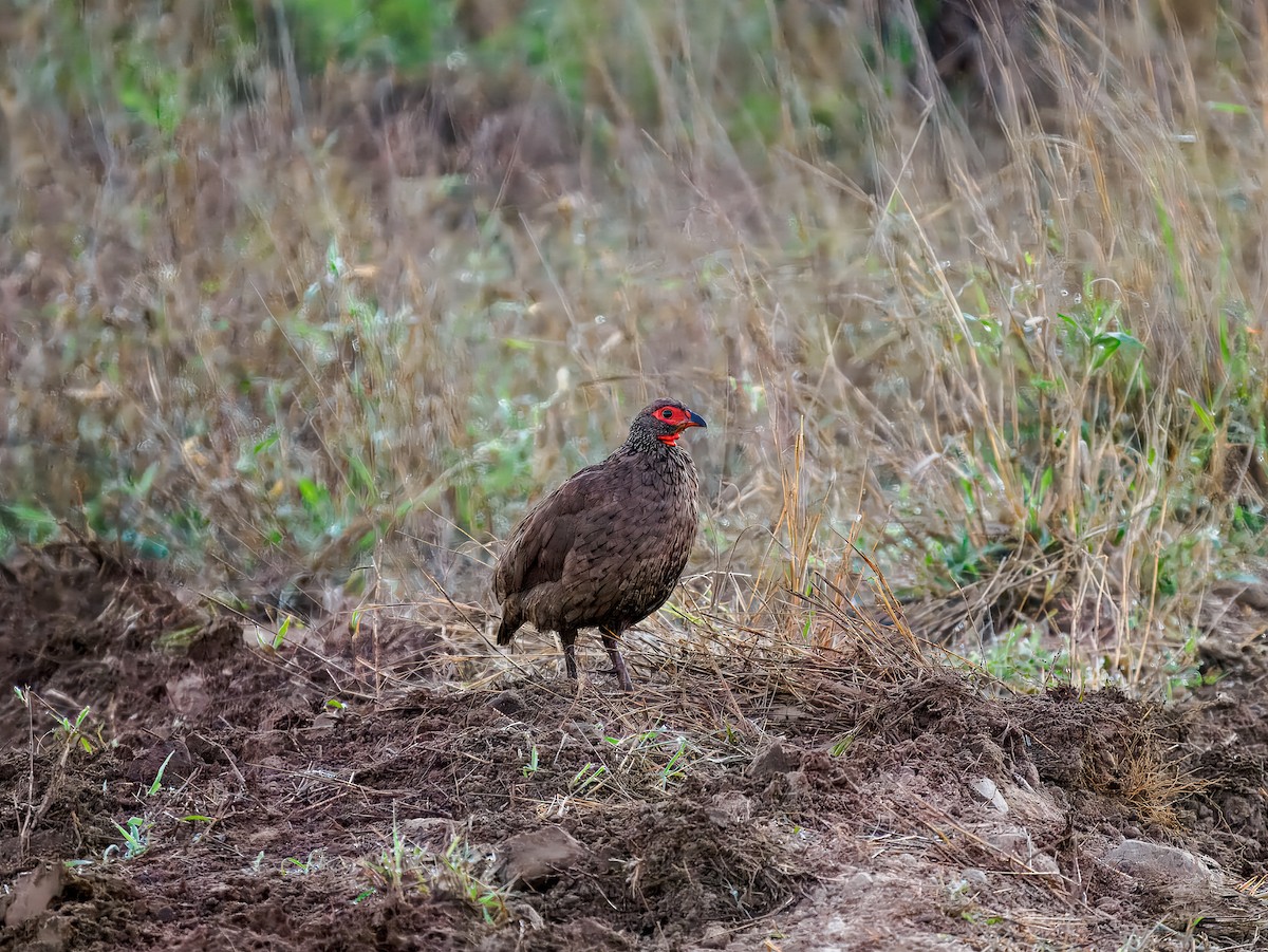 Swainson's Spurfowl - ML627571774