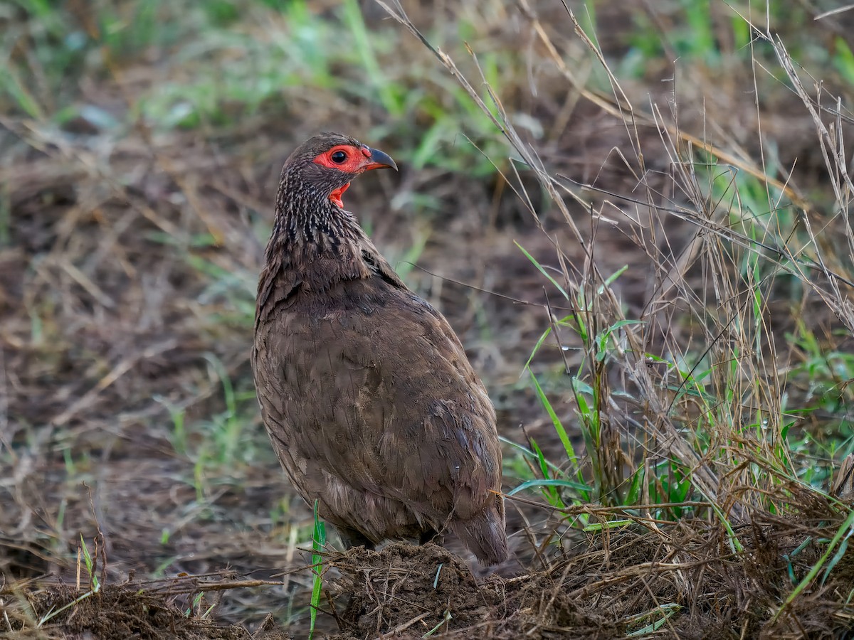 Swainson's Spurfowl - ML627571775