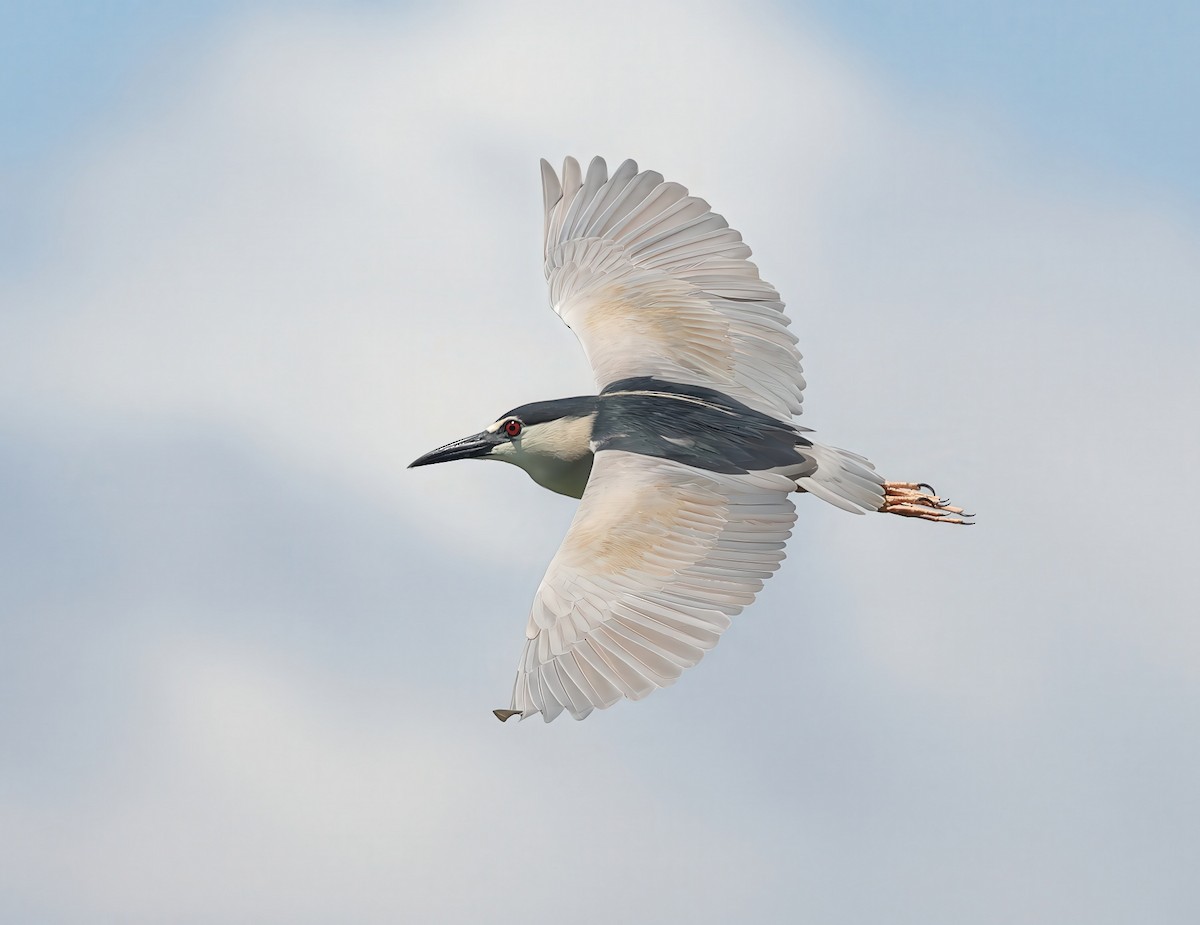 Black-crowned Night Heron - ML627571776