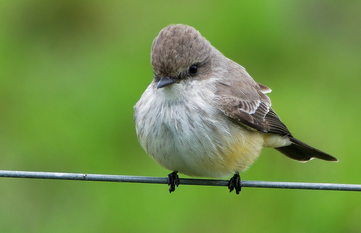 Vermilion Flycatcher - ML627571909