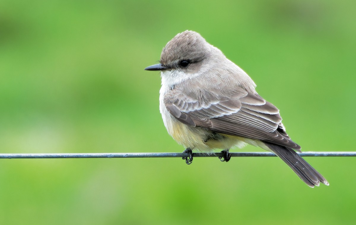 Vermilion Flycatcher - ML627571910