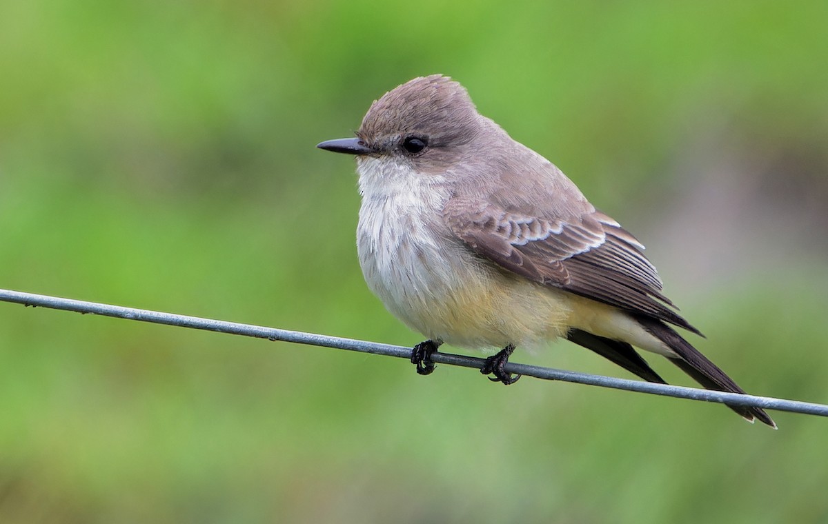 Vermilion Flycatcher - ML627571911