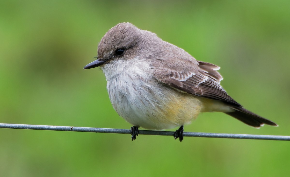 Vermilion Flycatcher - ML627571912