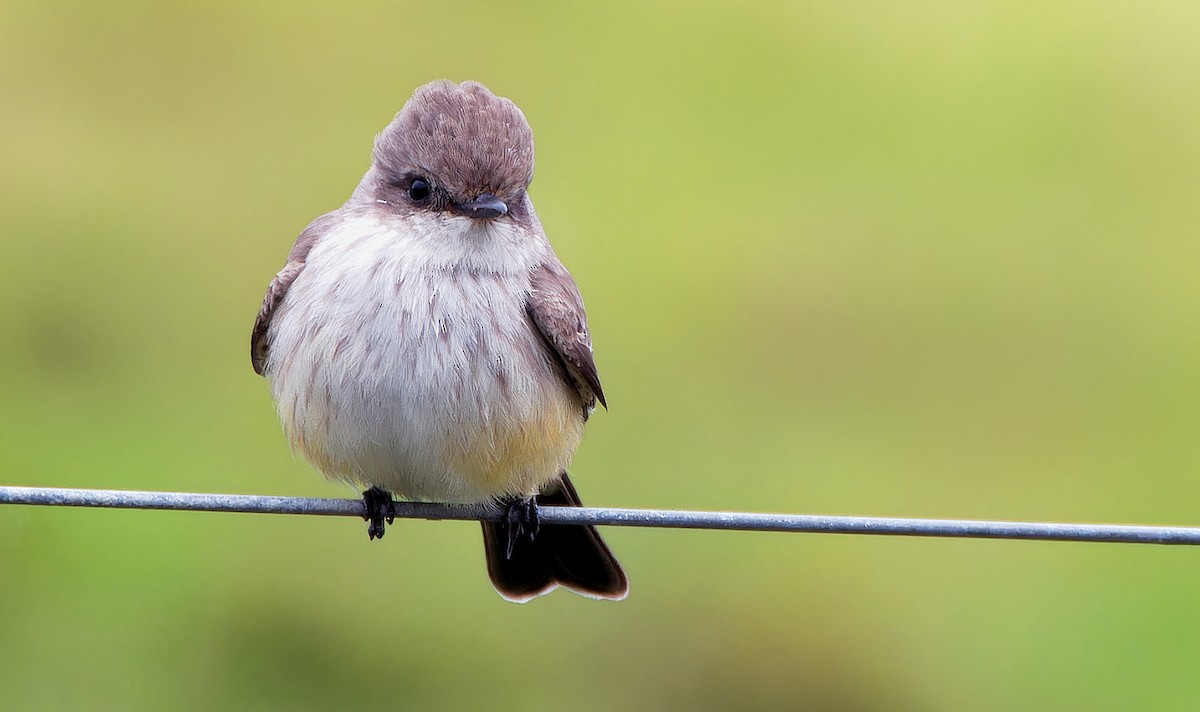 Vermilion Flycatcher - ML627571913