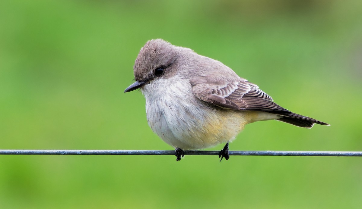 Vermilion Flycatcher - ML627571914