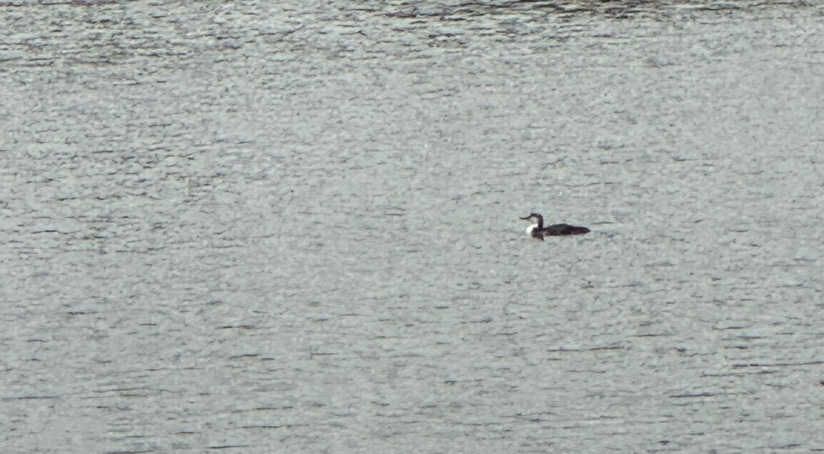 Common Loon - ML627571945