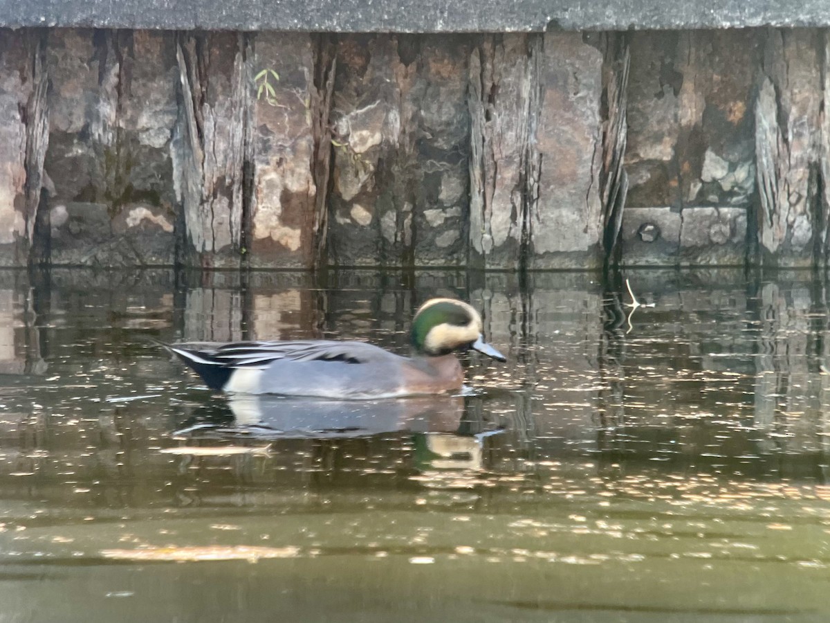 Зээрд алаг x Шовтгор алаг нугас (эрлийз) - ML627572098