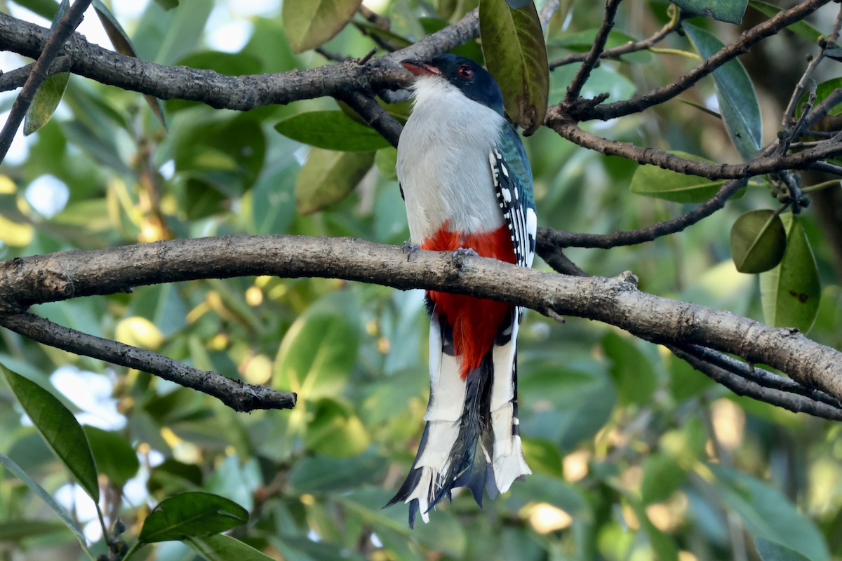 trogon kubánský - ML627572144