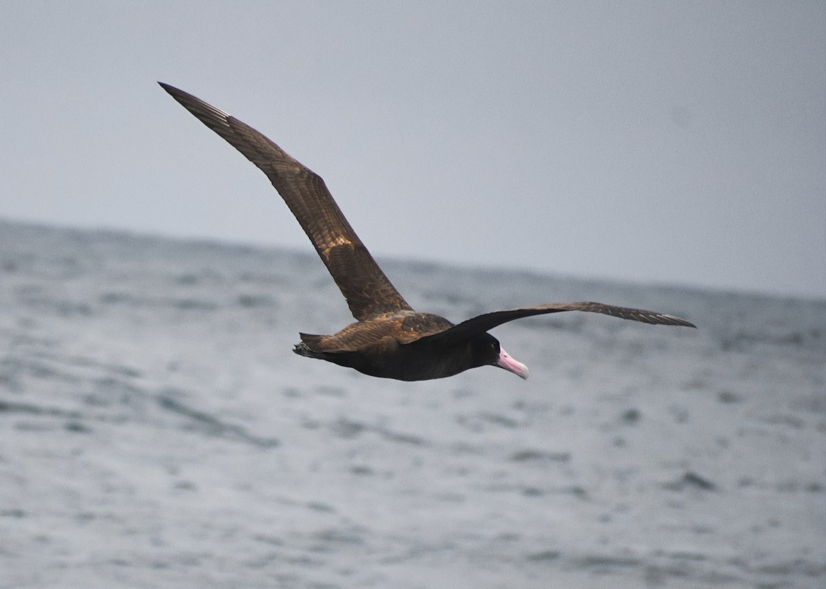 アホウドリ - ML627572153