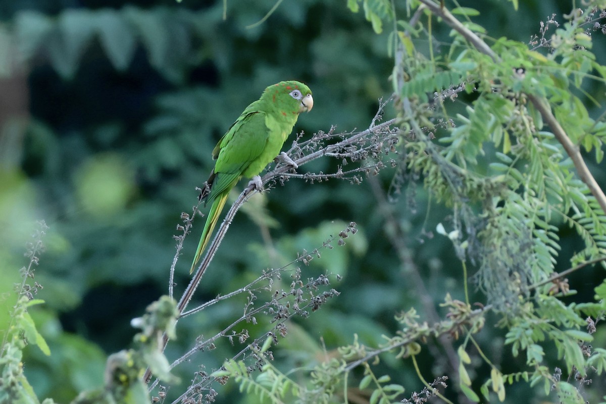 aratinga kubánský - ML627572186