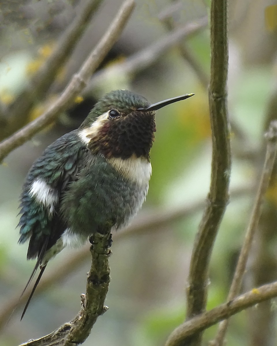 Colibri bourdon - ML627572218