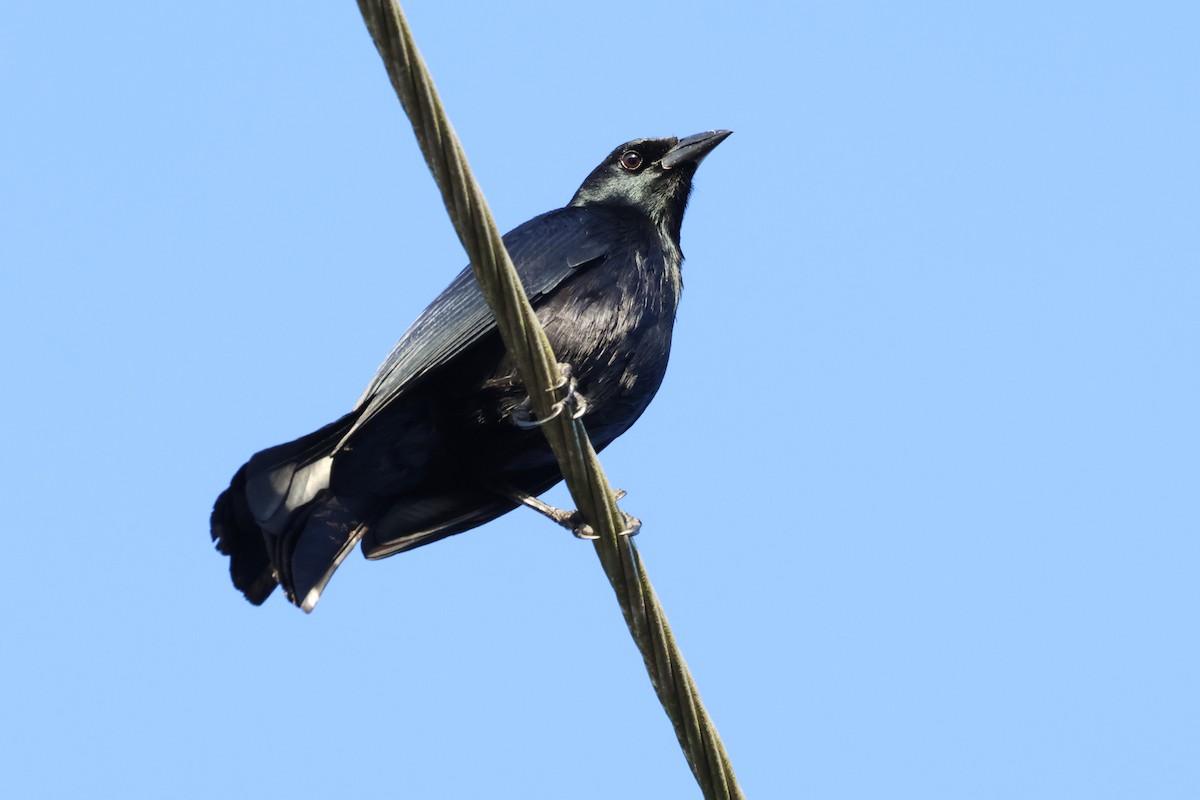 Cuban Blackbird - ML627572311