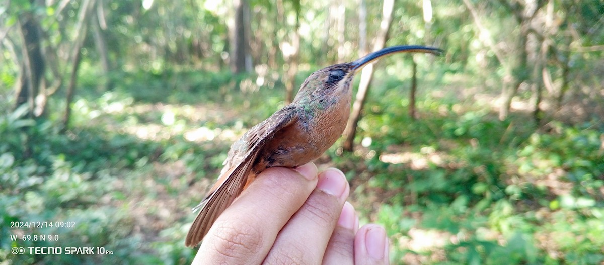 Rufous-breasted Hermit - ML627572370