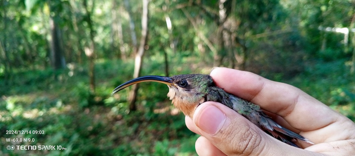 Rufous-breasted Hermit - ML627572371