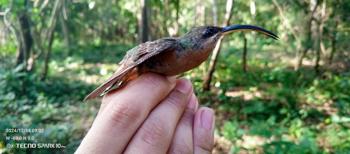 Rufous-breasted Hermit - ML627572372