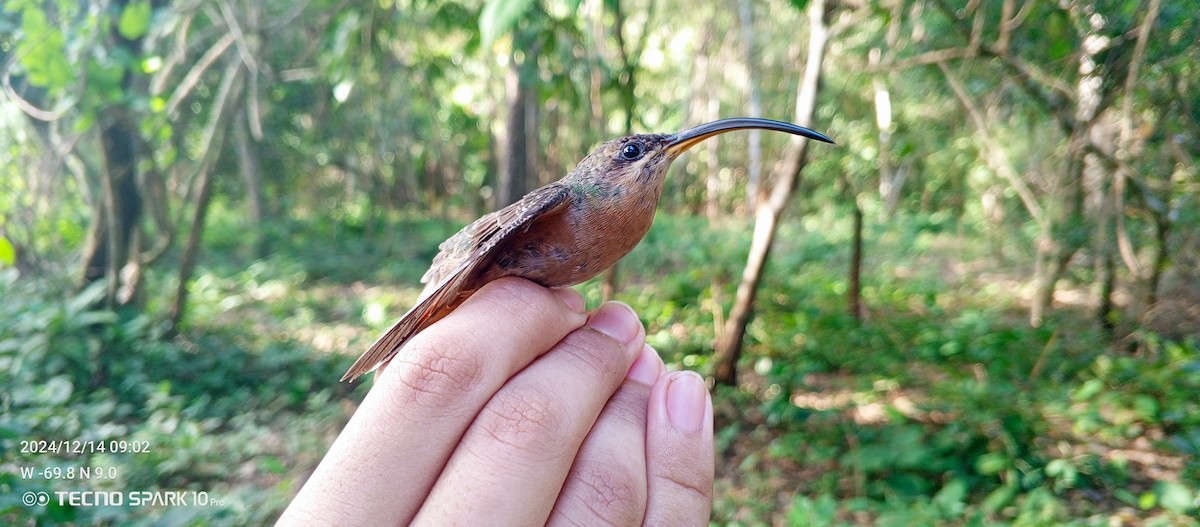 Rufous-breasted Hermit - ML627572373