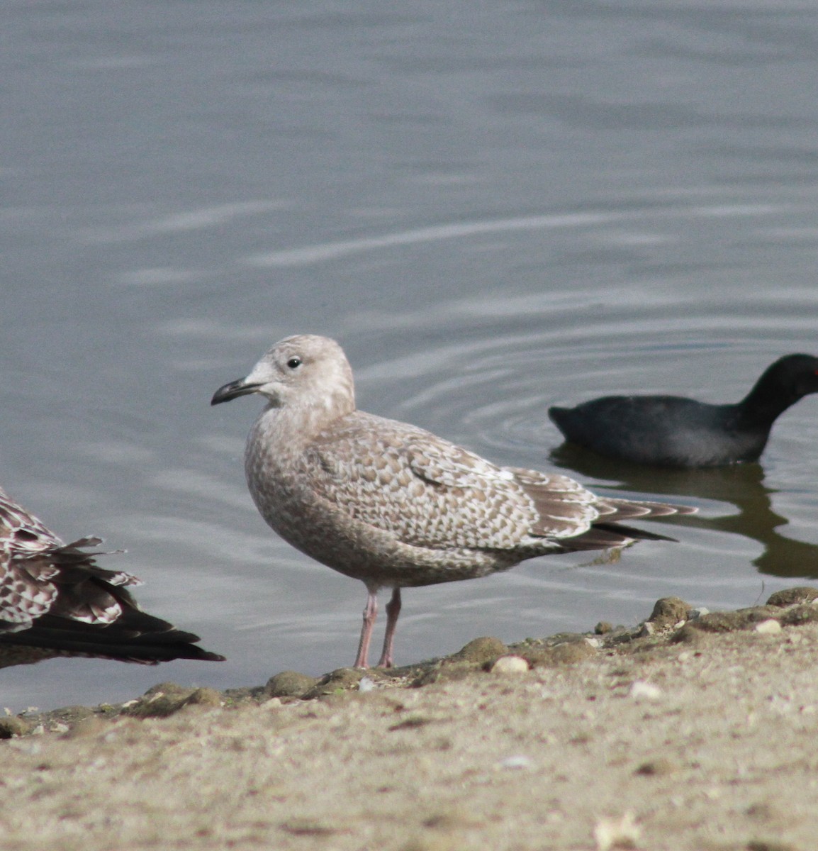 Iceland Gull (Thayer's) - ML627572378