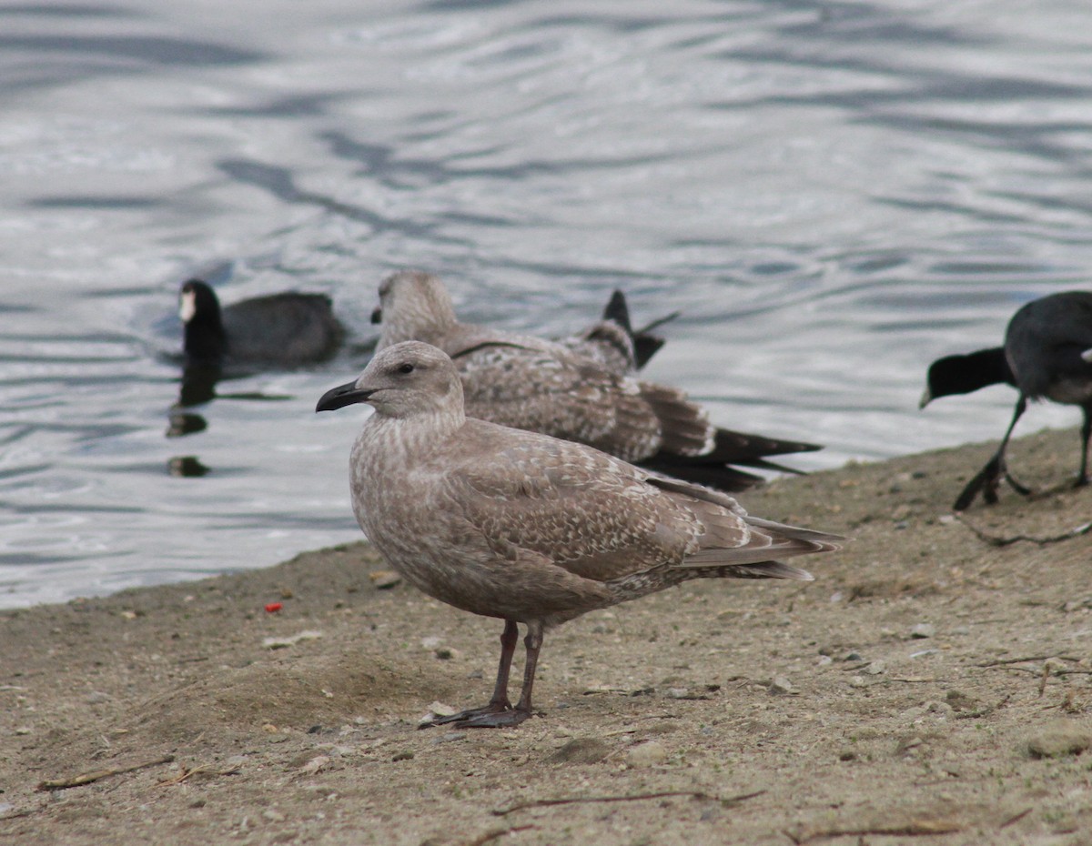 Iceland Gull (Thayer's) - ML627572379