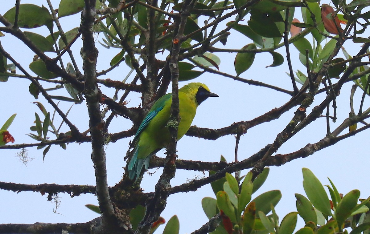 Bornean Leafbird - ML627572435