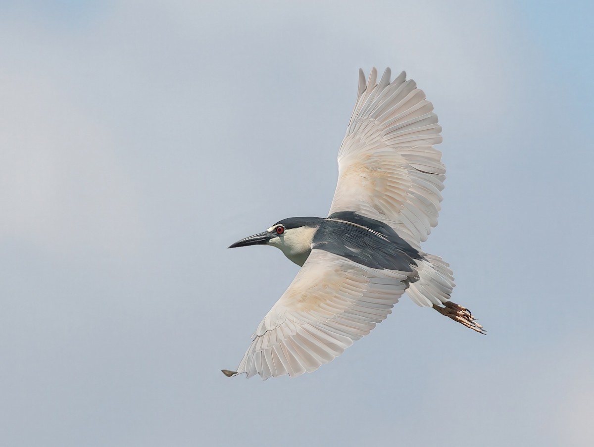 Black-crowned Night Heron - ML627572436