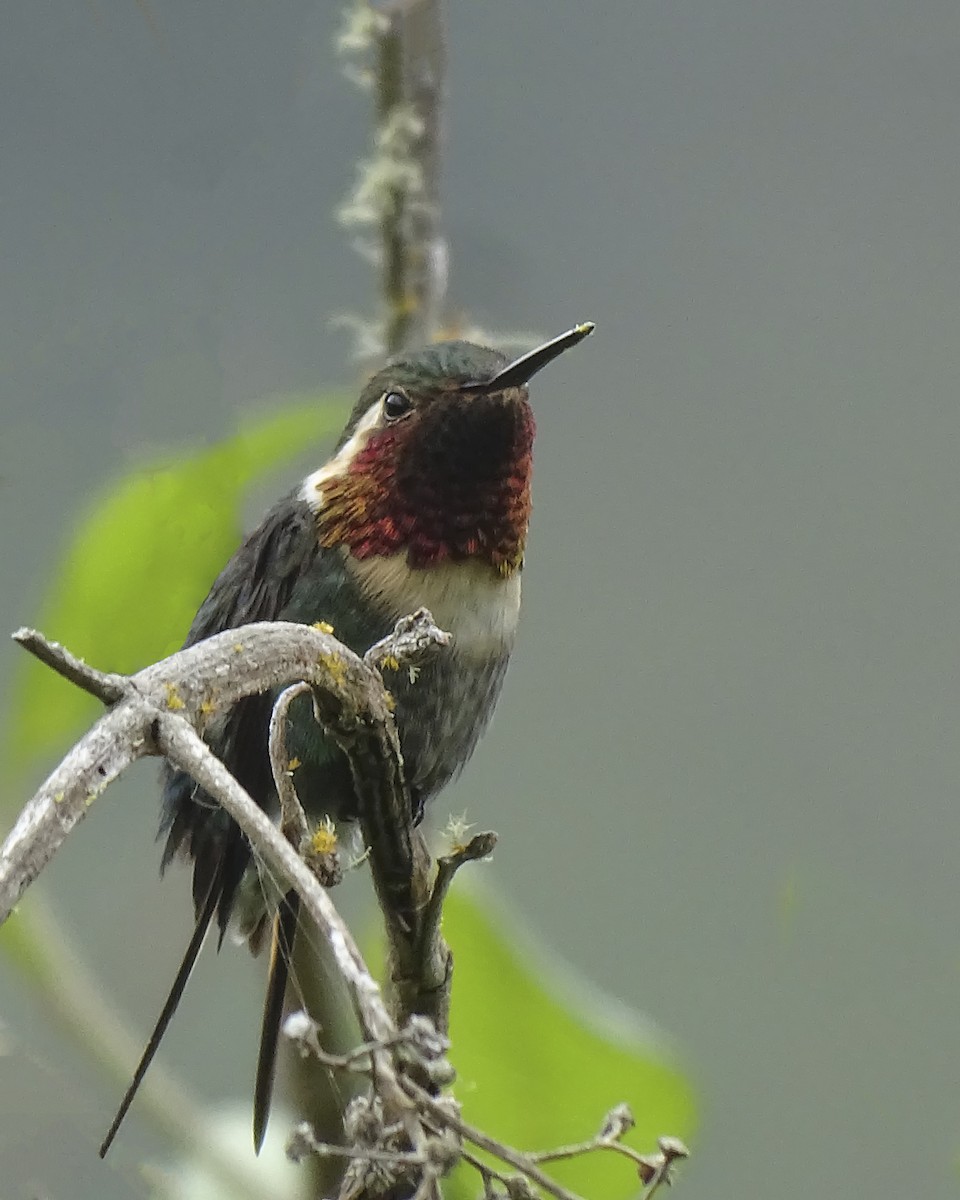 Colibri bourdon - ML627572810