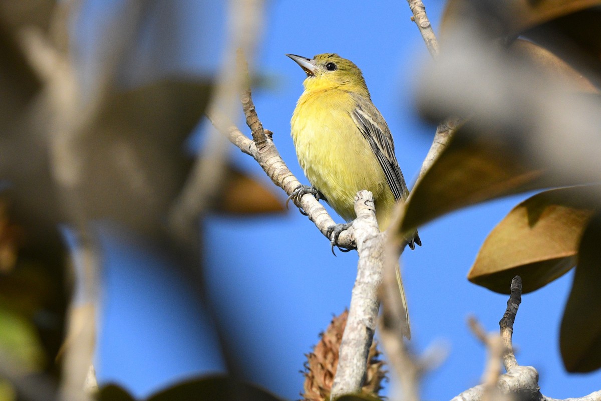 Orchard Oriole - ML627572836