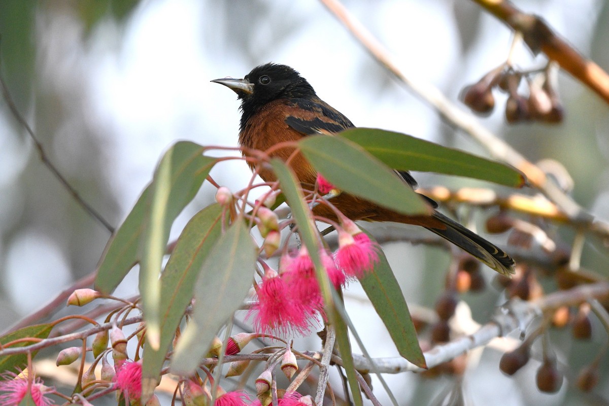 Orchard Oriole - ML627572840