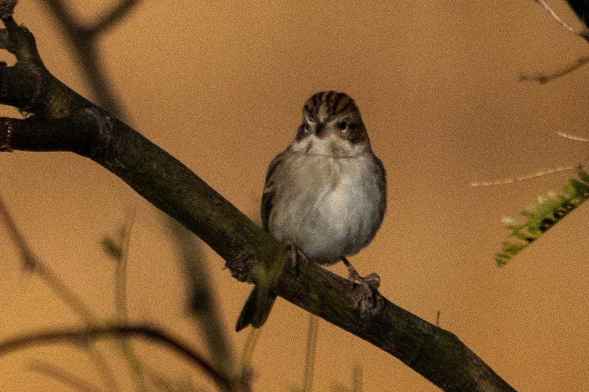 Brewer's Sparrow - ML627572846