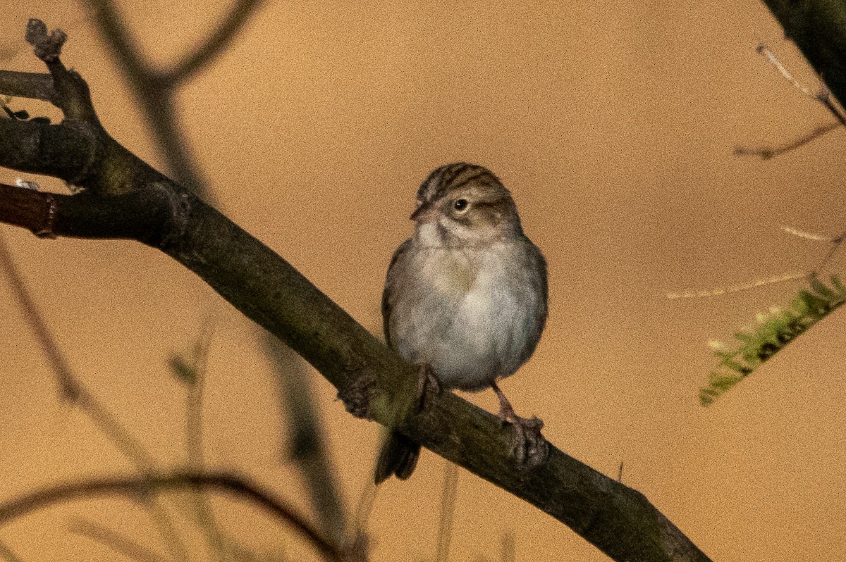 Brewer's Sparrow - ML627572848
