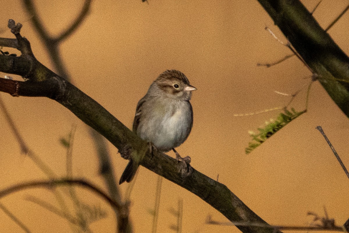 Brewer's Sparrow - ML627572849