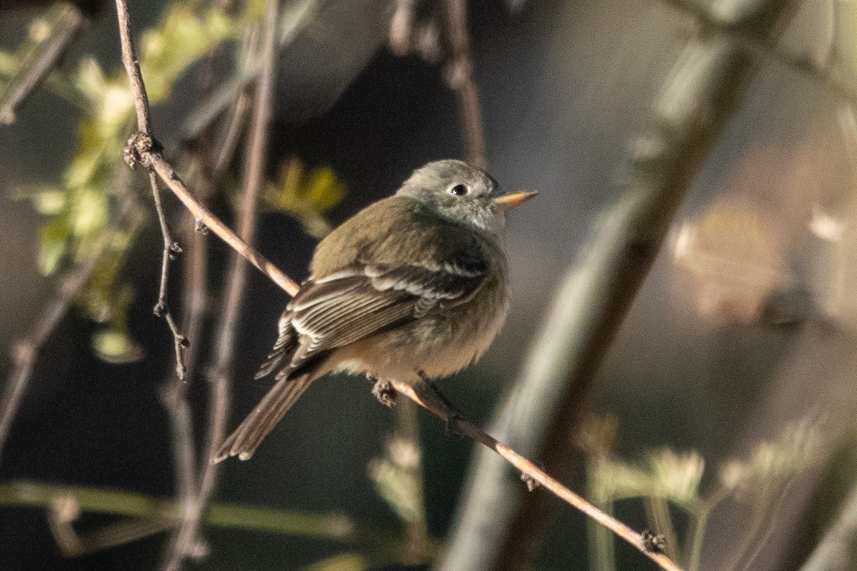 Gray Flycatcher - ML627572877
