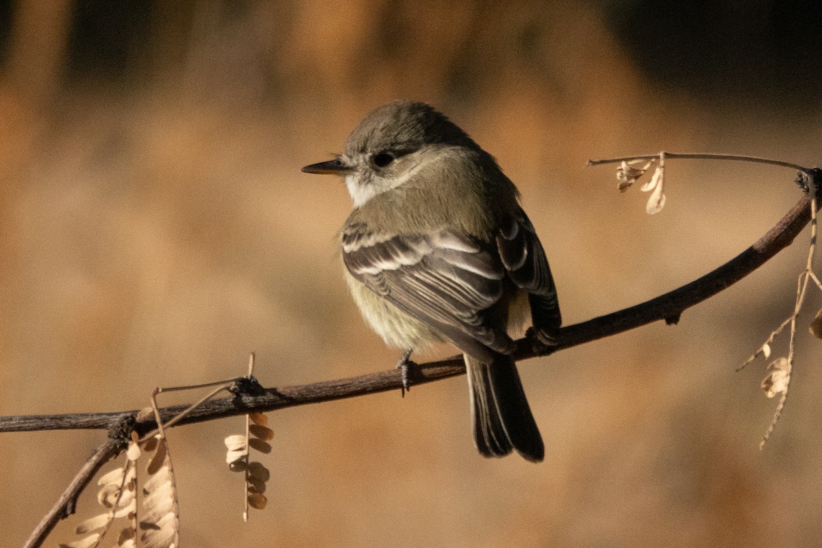 Gray Flycatcher - ML627572878