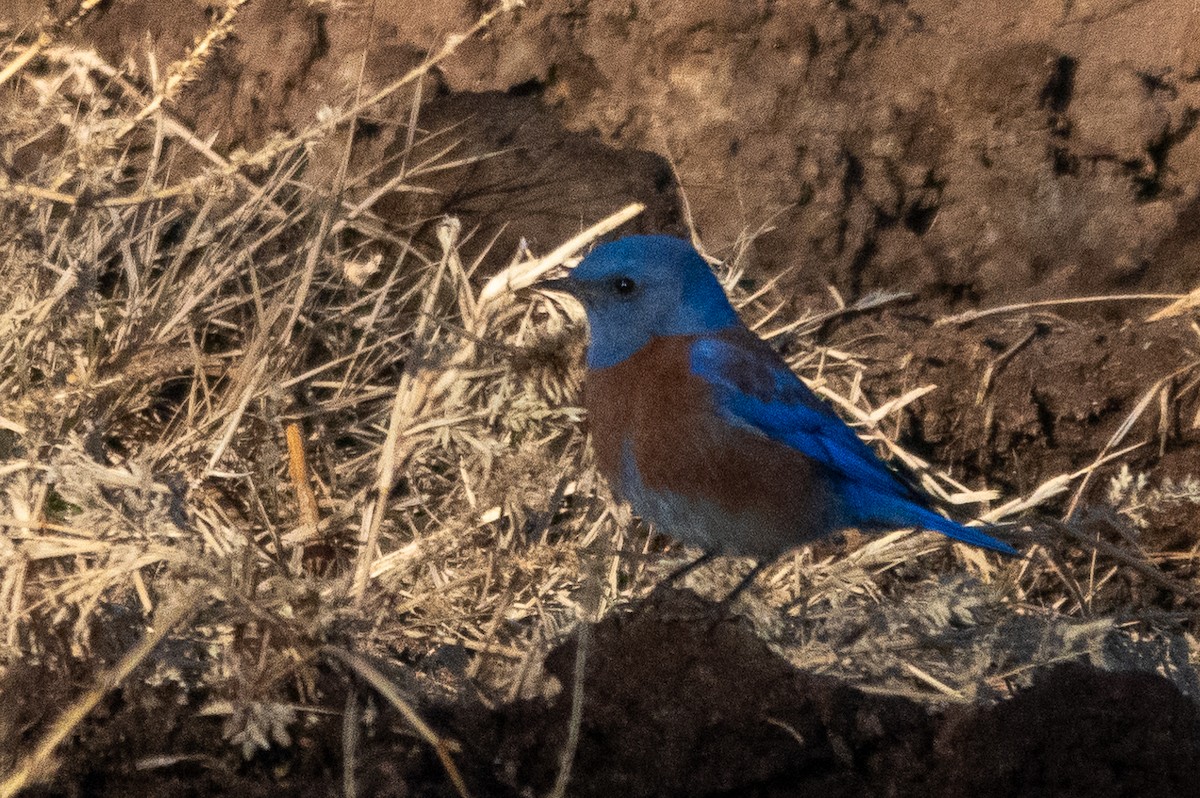 Western Bluebird - ML627572901