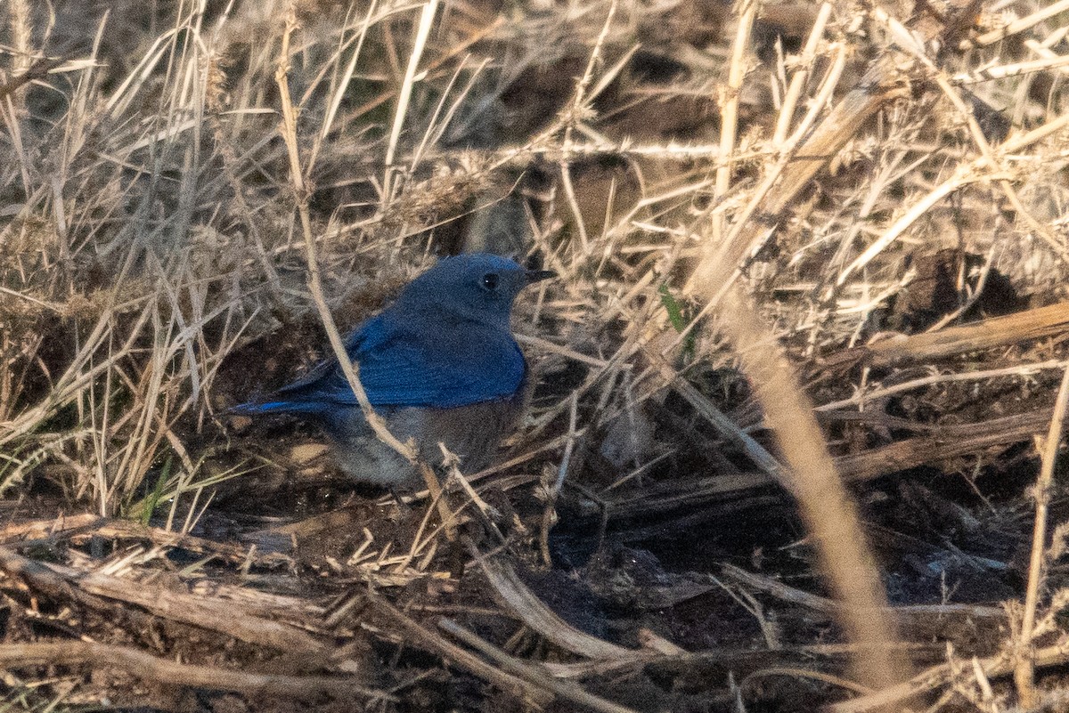 Western Bluebird - ML627572902