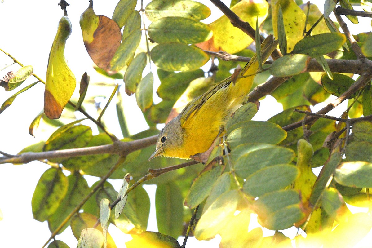 Nashville Warbler - ML627572916