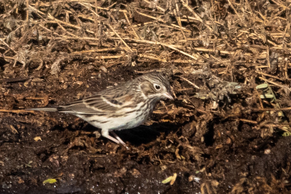 Vesper Sparrow - ML627572949