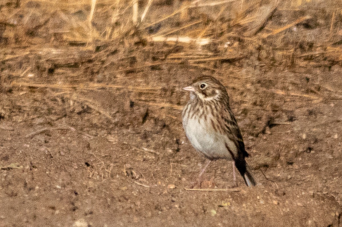 Vesper Sparrow - ML627572950