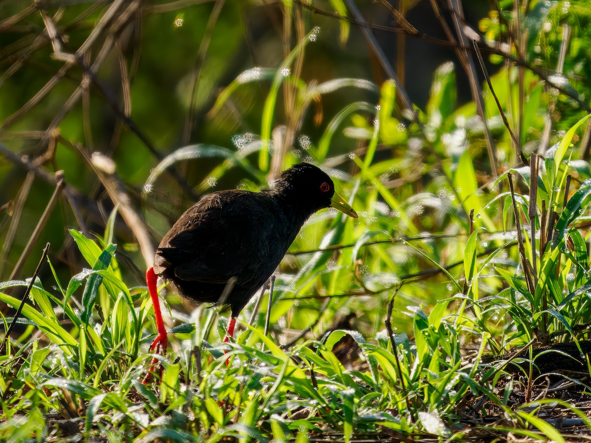 Black Crake - ML627572951