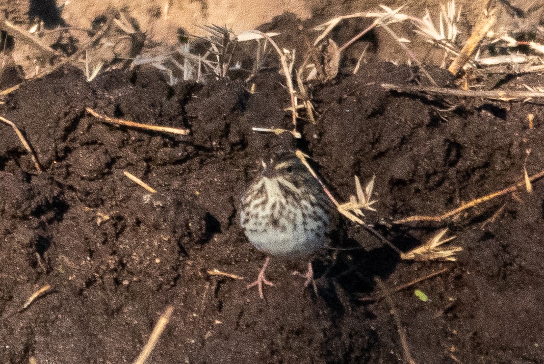 Savannah Sparrow - ML627572966