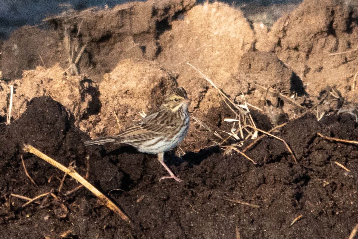Savannah Sparrow - ML627572967