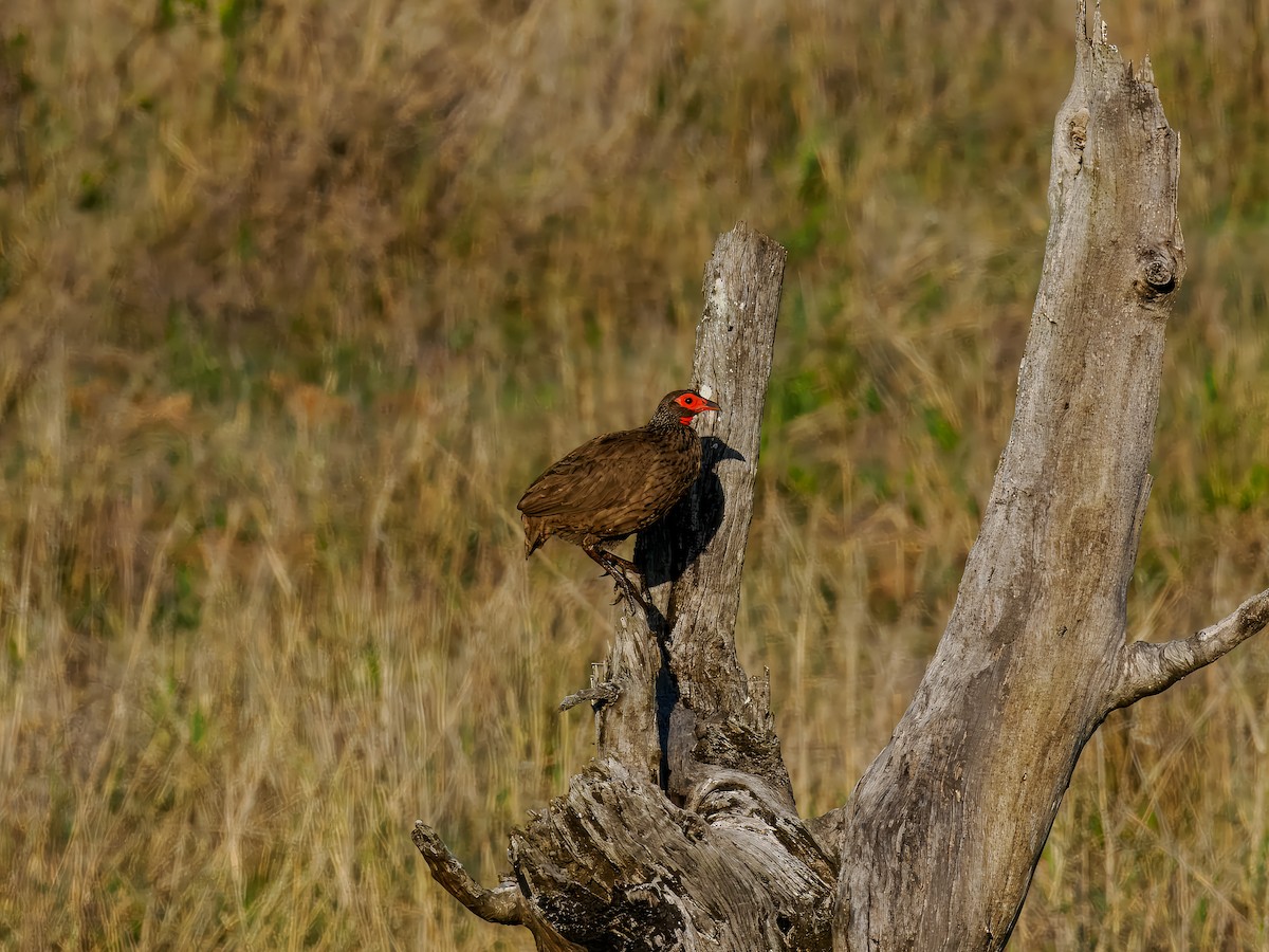 Swainson's Spurfowl - ML627572969