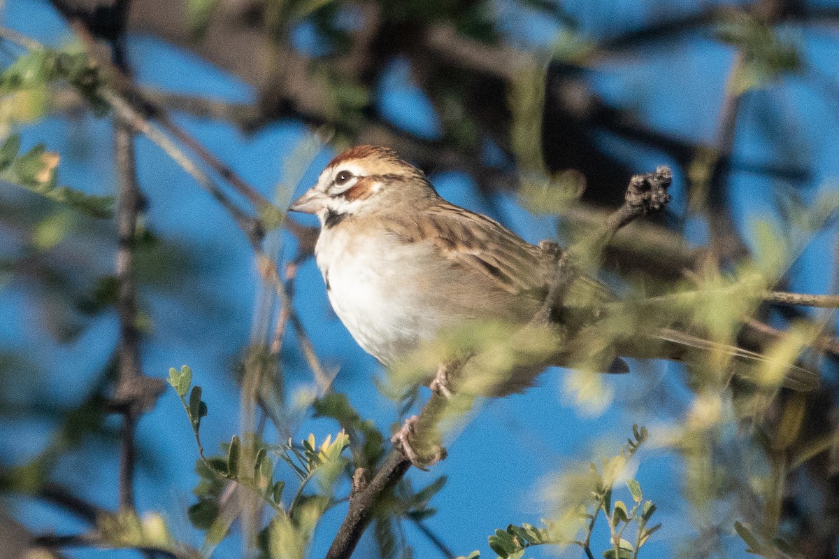 Lark Sparrow - ML627572990