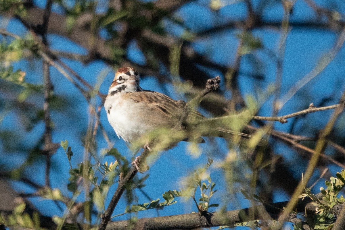 Lark Sparrow - ML627572991