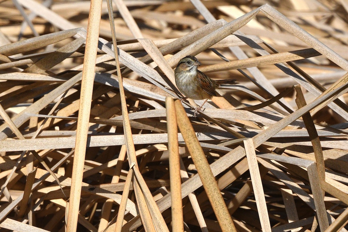 Swamp Sparrow - ML627573061