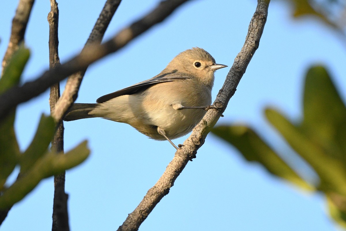 Lucy's Warbler - ML627573104