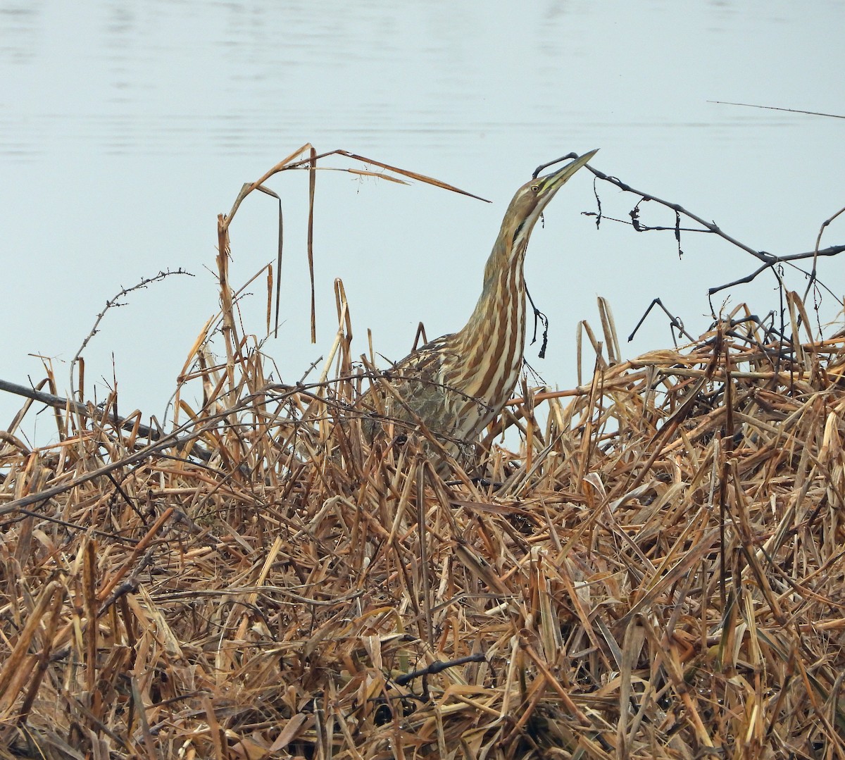 American Bittern - ML627573105